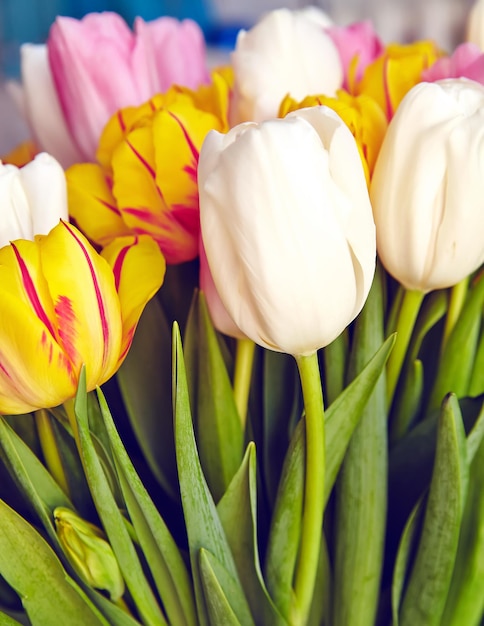 Blumenstrauß aus frischen mehrfarbigen Tulpenblumen
