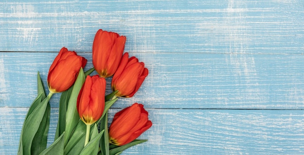 Blumenstrauß aus roten Tulpen auf einem blauen Holzhintergrund kopieren Raum