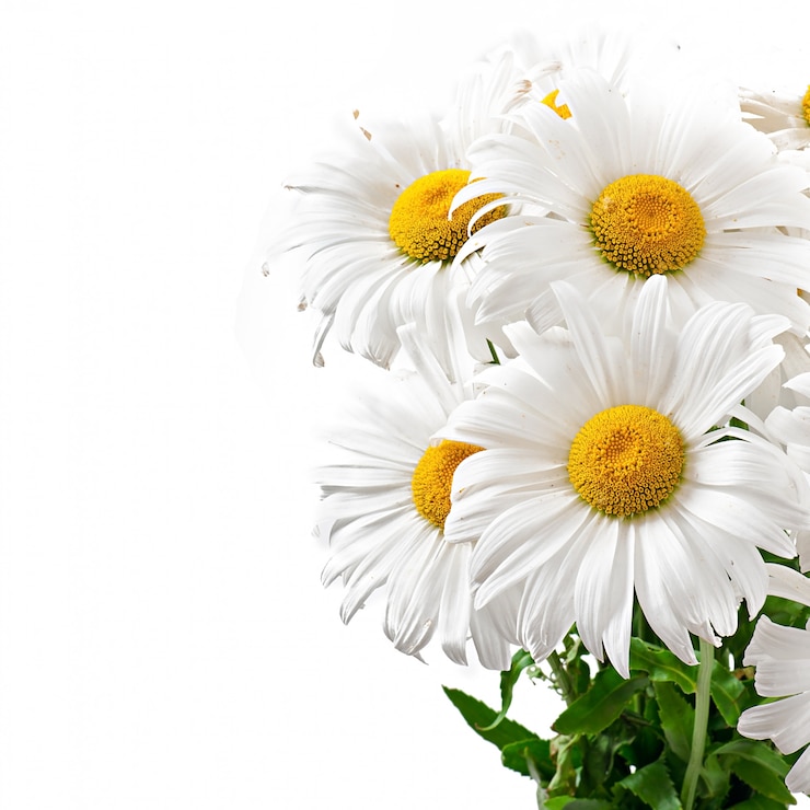 Kostenlose Foto blumenstrauß der gänseblümchenblumen auf weiß lokalisiert