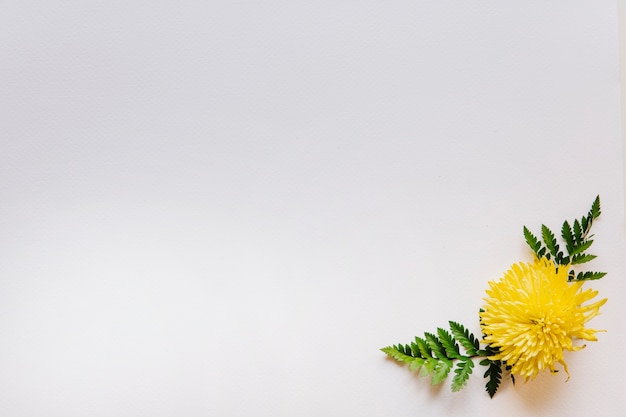 Kostenloses Foto blumenzusammensetzung mit gelber blume