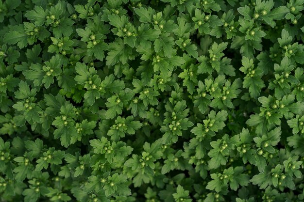 Bluming grüne frische Chrysantheme abstrakte Textur