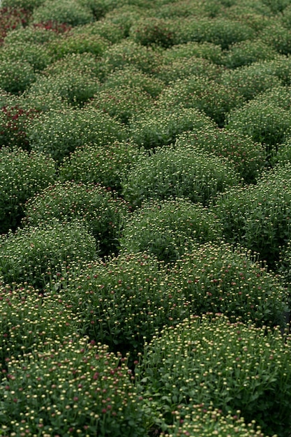 Kostenloses Foto bluming grüne frische chrysantheme abstrakte textur