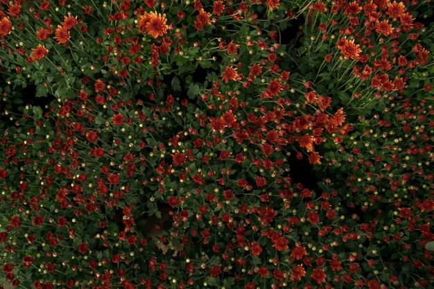 Bluming Red Fall Chrysantheme abstrakte Textur