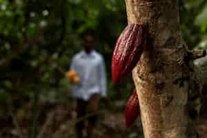 Kostenloses Foto blurry man und kakaobohnen mittlerer schuss