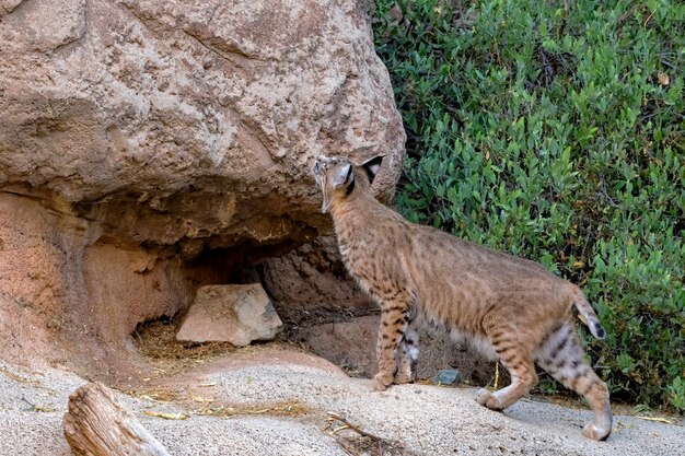Bilder Luchs Gratis Vektoren Fotos Und Psds