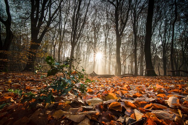 Boden bedeckt mit trockenen Blättern, umgeben von Bäumen unter dem Sonnenlicht in einem Wald im Herbst