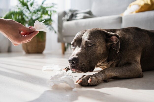 Böser Hund, der ein Durcheinander macht