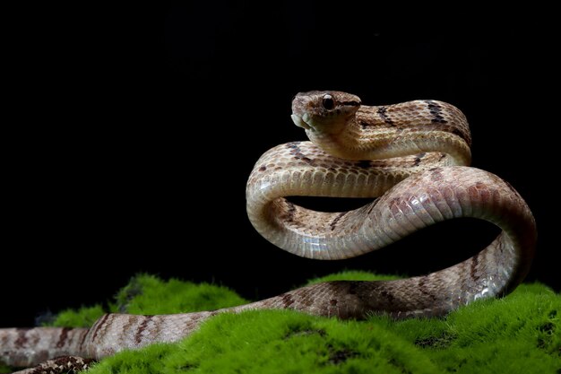 Boiga cynodon Schlange auf Moos mit schwarzem Hintergrund Boiga cynodon Schlange Nahaufnahme