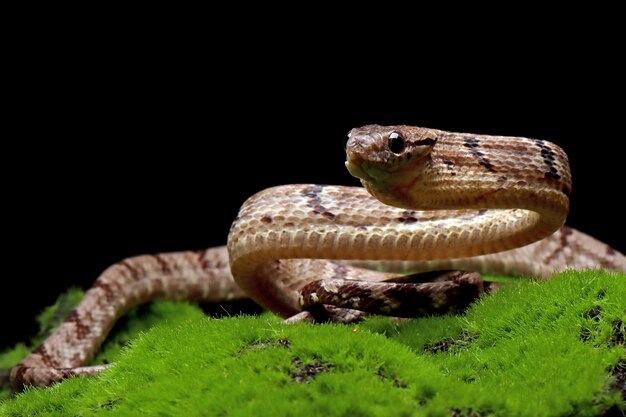 Boiga cynodon Schlange auf Moos mit schwarzem Hintergrund