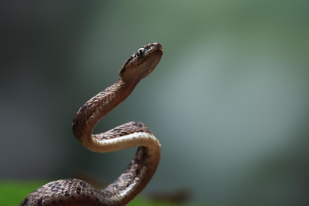 Kostenloses Foto boiga multo maculata schlange nahaufnahme auf natürlichem hintergrund boiga multo maculata nahaufnahme