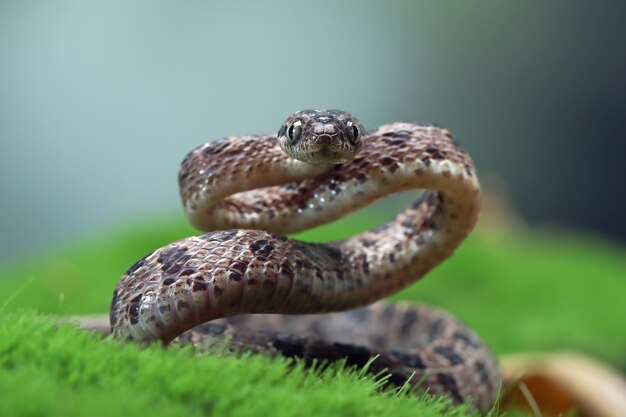 Boiga multo maculata Schlangennahaufnahme auf natürlichem Hintergrund