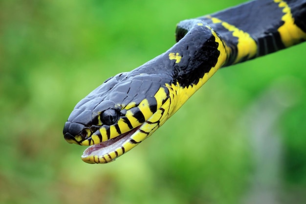 Boiga-Schlange bereit, Boiga dendrophila-Tiernahaufnahme anzugreifen