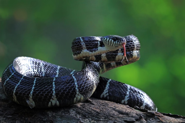 Boiga-Schlange bereit, Boiga-Dendrophila-Tiernahaufnahme anzugreifen