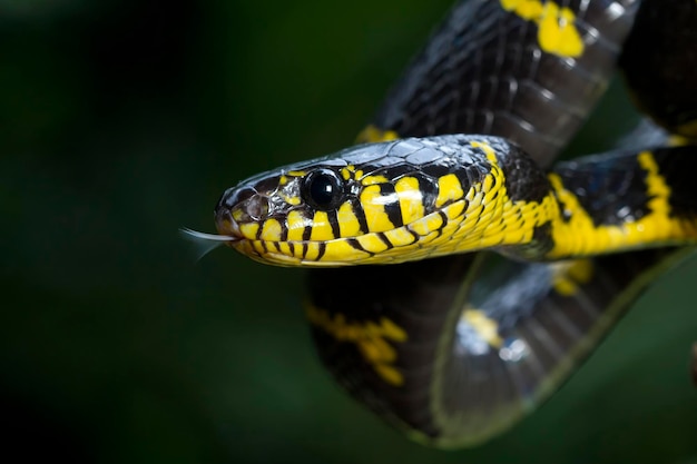 Boiga Schlange Dendrophila gelb beringt auf Holz