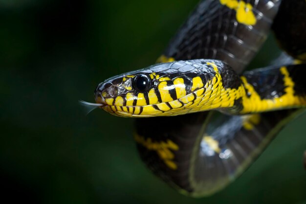 Boiga Schlange Dendrophila gelb beringt auf Holz