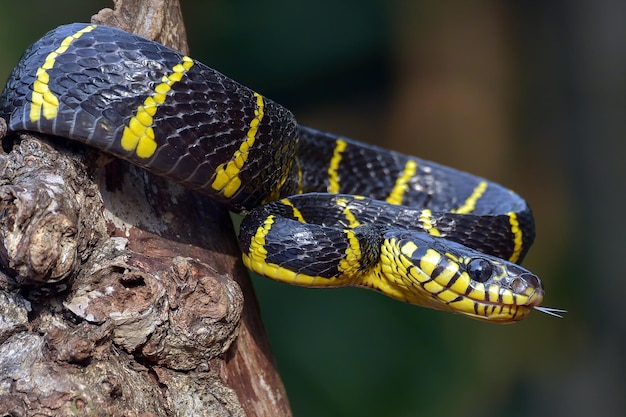 Boiga-Schlange Dendrophila gelb beringt auf Holz