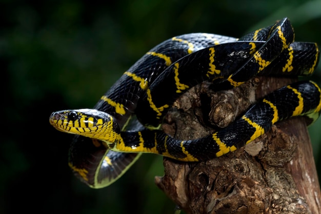 Boiga-Schlange Dendrophila gelb beringt Kopf von Boiga-Dendrophila Tier Nahaufnahme Tierangriff