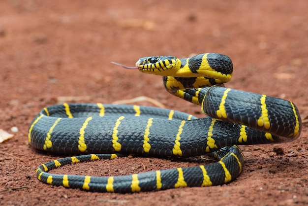 Boiga-Schlange Dendrophila gelb beringt Kopf von Boiga-Dendrophila Tier Nahaufnahme Tierangriff