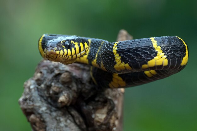 Boiga-Schlange Dendrophila gelb beringt Kopf von Boiga-Dendrophila Tier Nahaufnahme Tierangriff