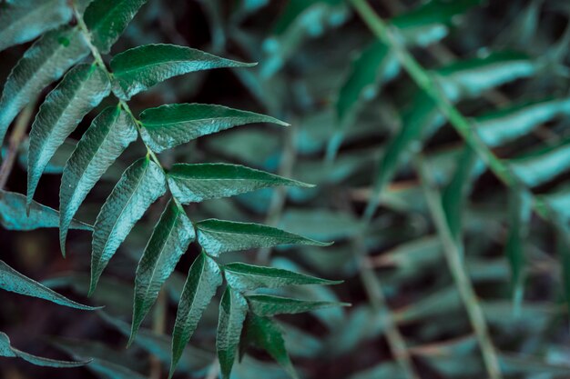 Botanische Blätter