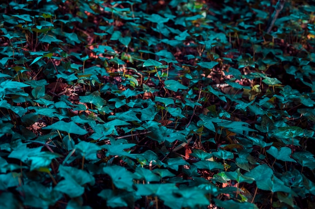 Kostenloses Foto botanische blätter