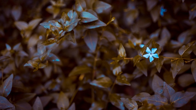 Botanische Blätter