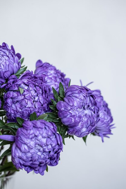 Bouquet von blauen Chrysanthemen Nahaufnahme auf einem weißen Hintergrund jedoch unscharf, Kopienraum.