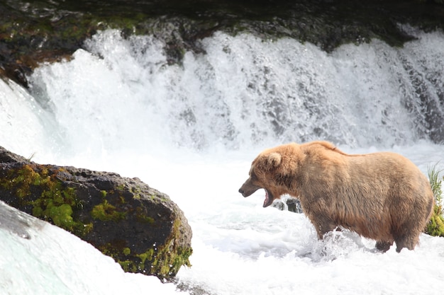 Braunbär, der einen Fisch im Fluss in Alaska fängt