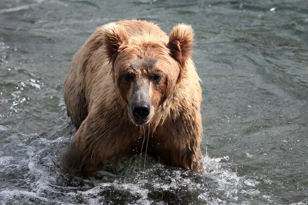 Braunbär, der einen Fisch im Fluss in Alaska fängt