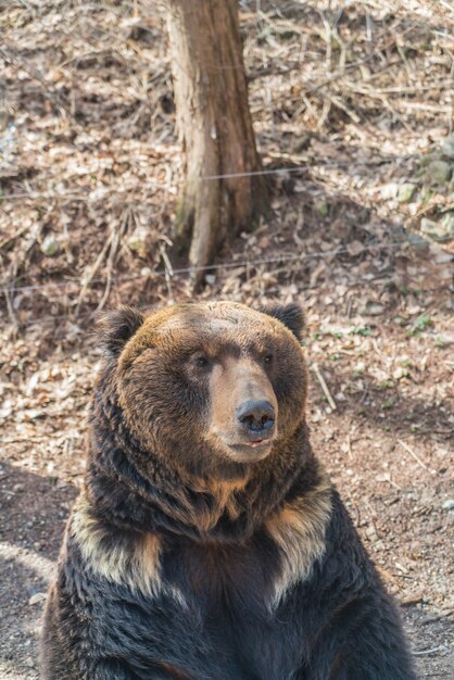 Braunbär