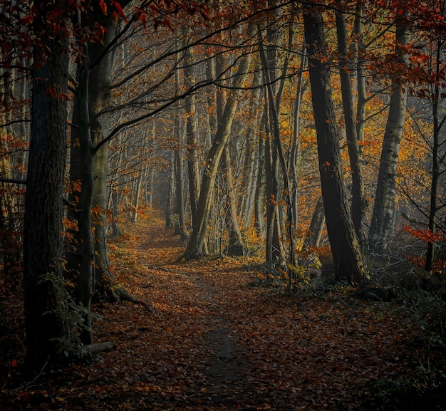 Braune Bäume auf braunem Boden