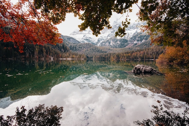 Braune Bäume in der Nähe von See während des Tages