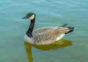 Kostenloses Foto braune ente mit schwarzem hals im see schwimmen