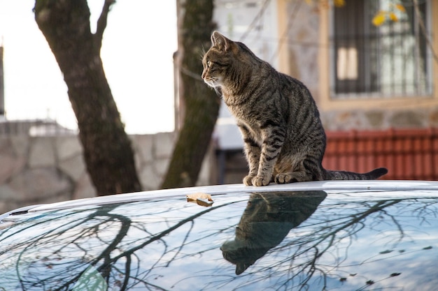 braune gestreifte Katze, die auf einem Auto sitzt, das während des Herbstes gefangen genommen wird