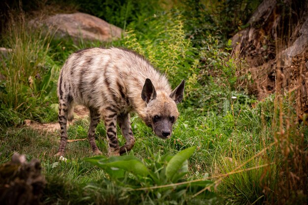 Braune Hyäne, die im naturnahen Lebensraum im Zoo spazieren geht Wilde Tiere in Gefangenschaft Schöne Hunde- und Fleischfresser Hyaena brunnea