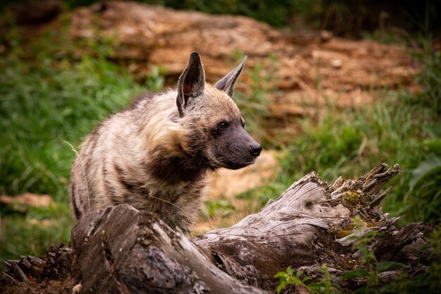 Braune Hyäne, die im naturnahen Lebensraum im Zoo spazieren geht Wilde Tiere in Gefangenschaft Schöne Hunde- und Fleischfresser Hyaena brunnea
