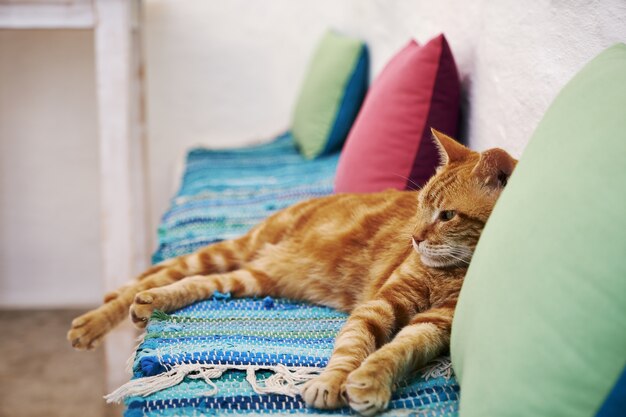 braune Katze, die auf einem blauen Stoffgrund in Aegiali, Amorgos-Insel, Griechenland sitzt