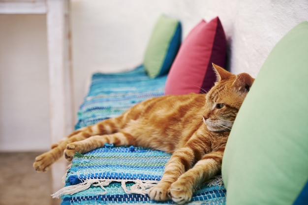 braune Katze, die auf einem blauen Stoffgrund in Aegiali, Amorgos-Insel, Griechenland sitzt