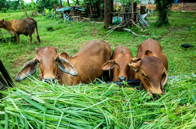 Kostenloses Foto braune kuh frisst gras