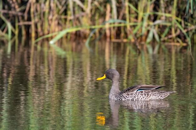 Braune Stockente, die in einem reflektierenden Teich unter dem Sonnenlicht schwimmt