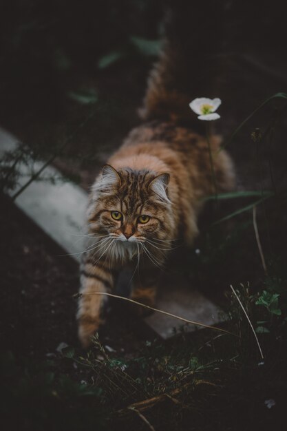 Braune und schwarze Katze, die auf grünem Gras steht