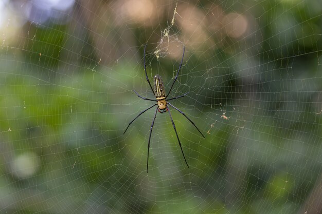 Braune und schwarze Spinne im Netz