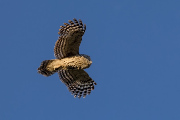 Braune und weiße eule fliegen