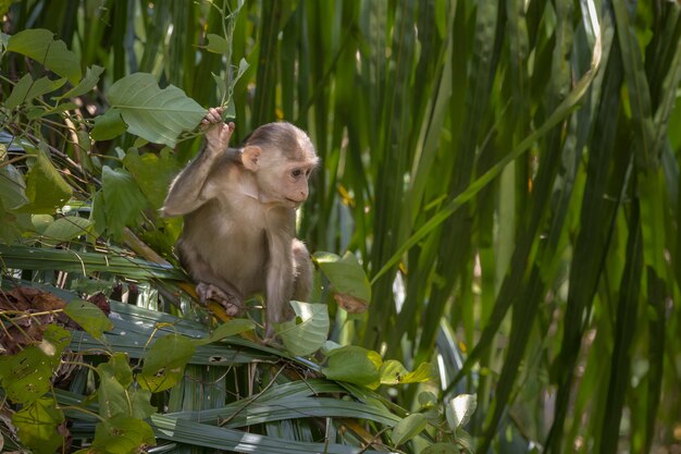 Brauner Affe, der auf grüner Pflanze sitzt