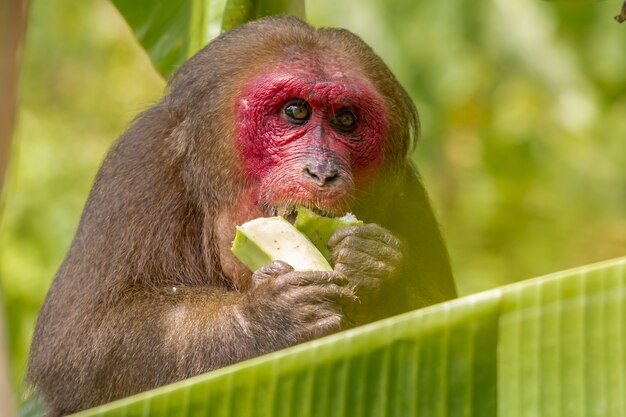Brauner Affe, der grüne Banane isst