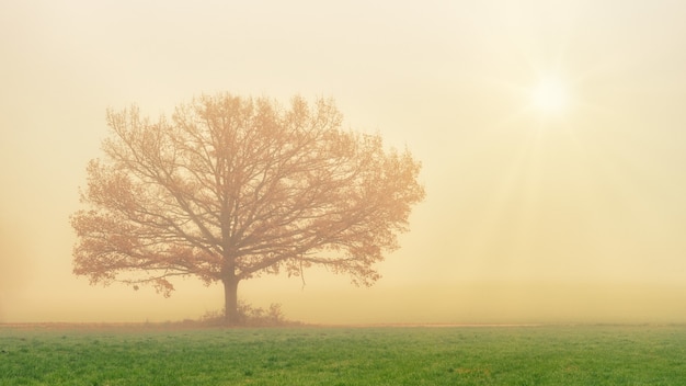 Brauner Baum auf grüner Wiese während des Tages