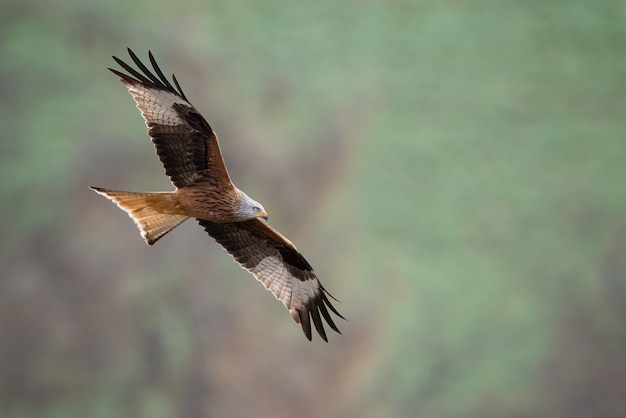 Brauner Fledermausfalke, der auf einem unscharfen Hintergrund in die Luft fliegt