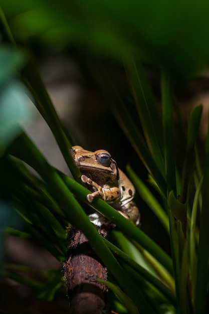 Brauner Frosch auf grünen Stielen.