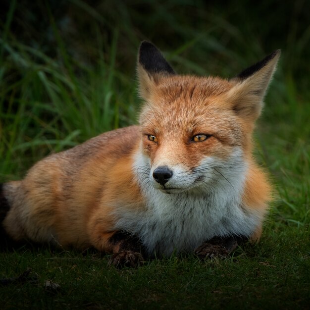 Brauner fuchs im grasfeld tagsüber Kostenlose Foto