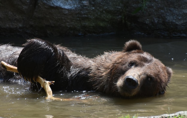 Brauner Grizzly, der beim Baden in freier Wildbahn auf der Seite schwimmt